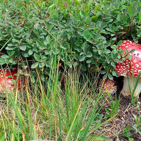 Le Balze Di Carisolo, Trilocale Con Giardino Lejlighed Eksteriør billede